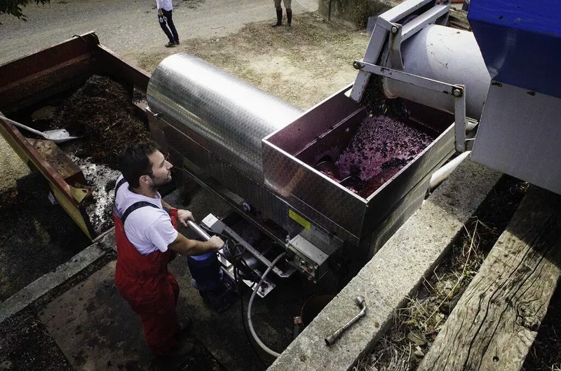 Red wine production xperience our wine estate VIRANEL