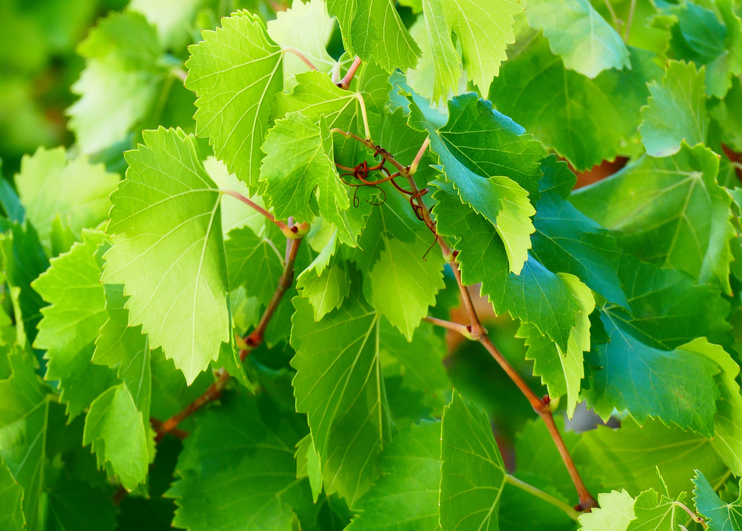 Vigne du Chateau Viranel : culture du vin à Haute Valeur Environnementale (HVE)