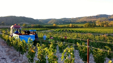 Sustainable wine growing