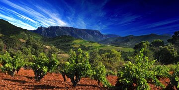 Saint-Chinian, une terre ancestrale de viticulture Saint-Chinian, une terre ancestrale de viticulture