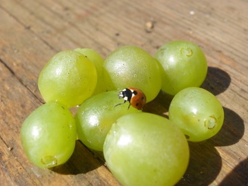 Culture raisonnée de la Vigne