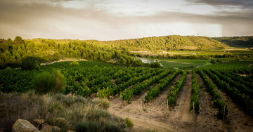 vignobles d'exception du Languedoc